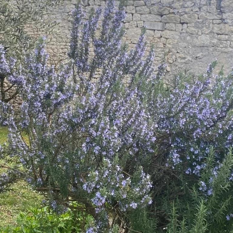 Domaine De Pladuc Bed and Breakfast Lachaise Exteriör bild